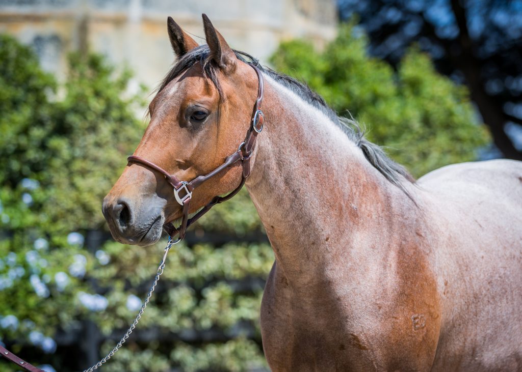 yulgilbar-ima-rockin-cat-yulgilbar-quarter-horse-stud